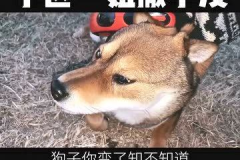 小姐姐狗被人偷走小说,追寻小姐姐狗的失窃之谜